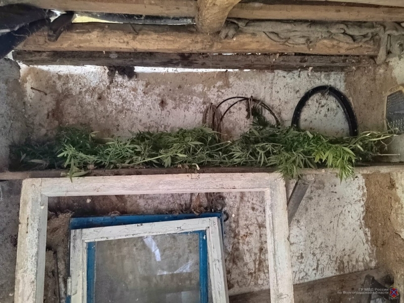 В Волгоградской области у мужчины дома нашли растительный наркотик