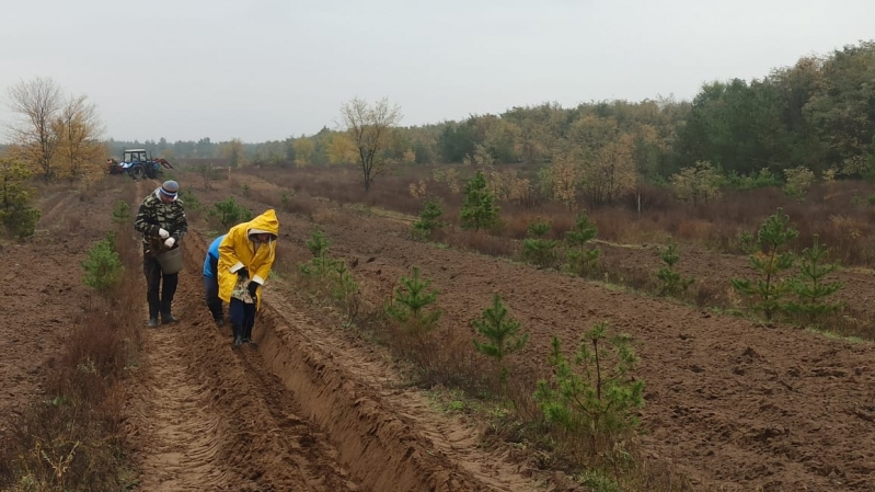 В Волгоградской области активно ведут компенсационное лесовосстановление