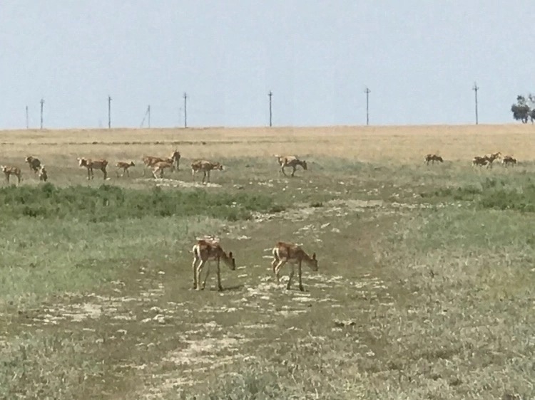 В Палласовском районе замечены краснокнижные сайгаки