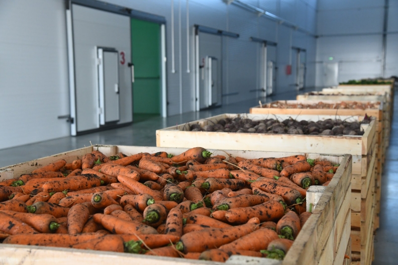 Овощи поедут по льготной цене: новые условия доставки сельхозпродукции