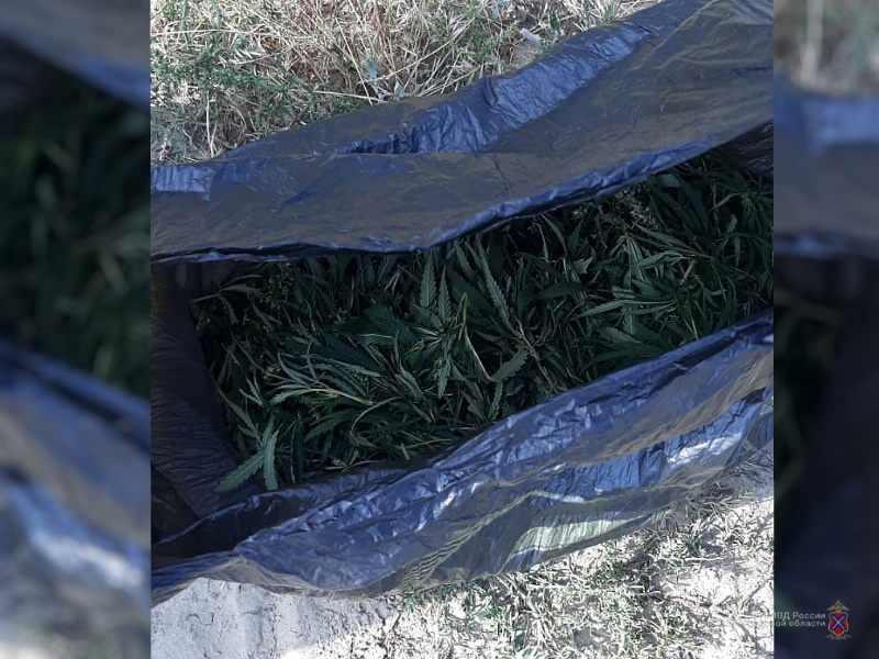 У жителя Дубовского района нашли 280 граммов каннабиса - Крестьянская Жизнь