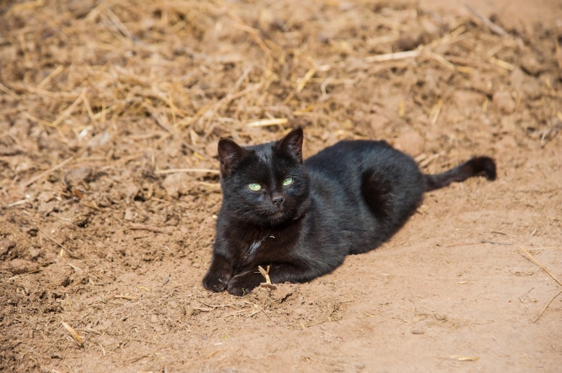 Почему в день Лаврентия полезно погладить черного кота или кошку