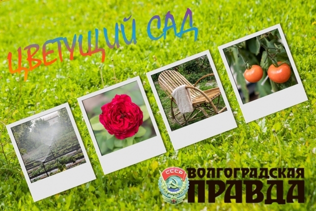 Волгоградцев приглашают похвастаться своим садом в конкурсе