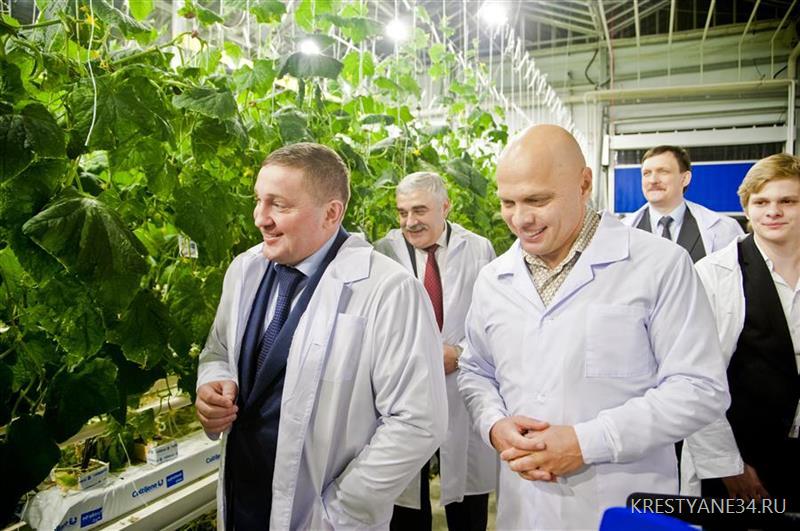 Огуречная революция в Волгоградской области работает на импортозамещение