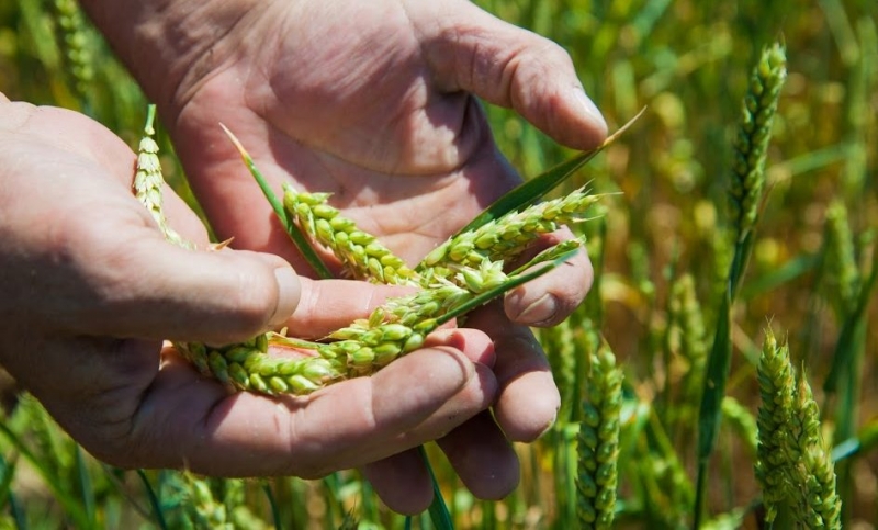 Ученые рассказали о новом целебном продукте из пророщенного зерна