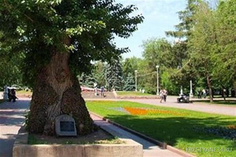 Дерево-легенда зазеленеет в Севастополе