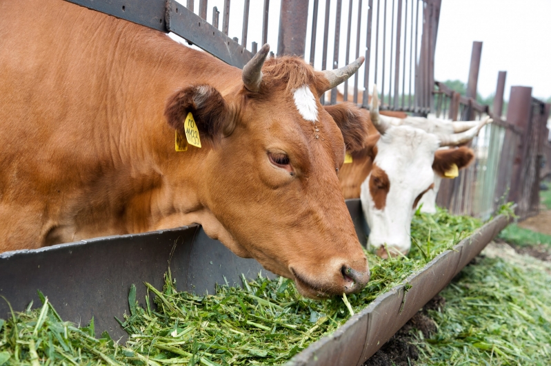 Волгоградская область экспортировала 650 тонн молочной продукции