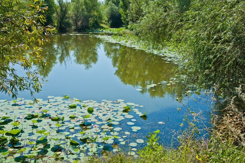 Более 10 тыс. волгоградцев приняли участие в акции «Вода России»