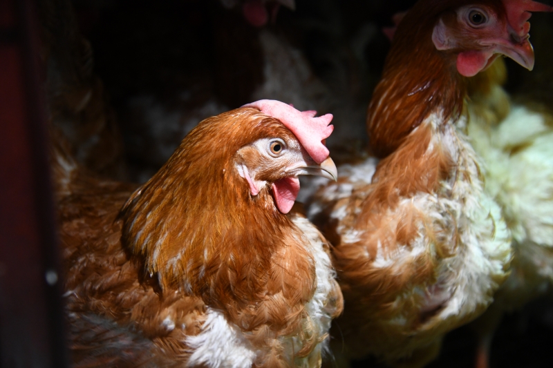 Волгоградская область отправила за рубеж 130 тонн животноводческой продукции
